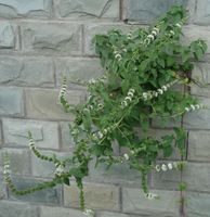 薄荷--花、葉，攝于上海中醫(yī)藥大學(xué)百草園