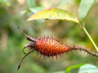 金櫻子果實(shí)