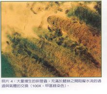 鯉斜管蟲(chóng)