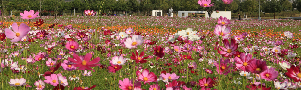 �Ͼ����t(y��)ˎ��W����