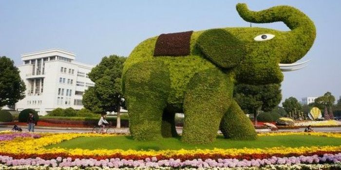 南京中醫(yī)藥大學(xué)菊花