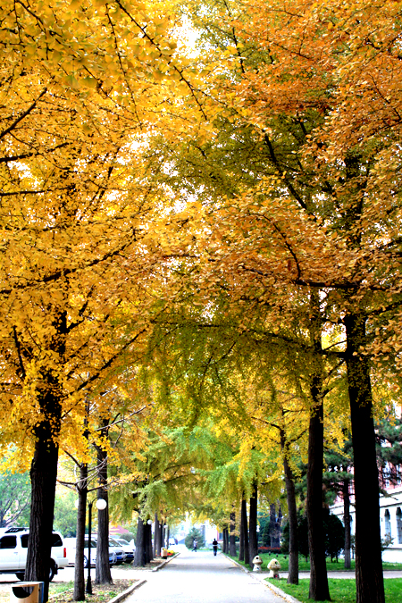 沈陽(yáng)藥科大學(xué)銀杏樹