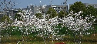 中國(guó)藥科大學(xué)校園一角