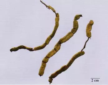 記住這些相似中藥的鑒定技巧，10月26日?qǐng)?zhí)業(yè)藥師考場(chǎng)不丟分！