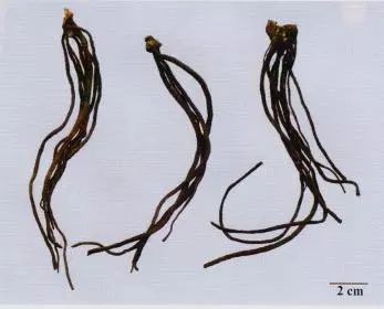 記住這些相似中藥的鑒定技巧，10月26日?qǐng)?zhí)業(yè)藥師考場(chǎng)不丟分！