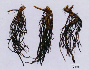 記住這些相似中藥的鑒定技巧，10月26日?qǐng)?zhí)業(yè)藥師考場(chǎng)不丟分！