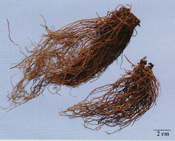 記住這些相似中藥的鑒定技巧，10月26日?qǐng)?zhí)業(yè)藥師考場(chǎng)不丟分！