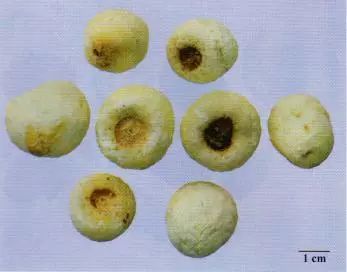 記住這些相似中藥的鑒定技巧，10月26日?qǐng)?zhí)業(yè)藥師考場(chǎng)不丟分！