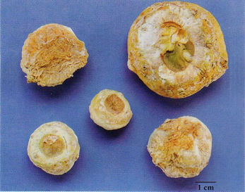 記住這些相似中藥的鑒定技巧，10月26日?qǐng)?zhí)業(yè)藥師考場(chǎng)不丟分！