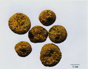 記住這些相似中藥的鑒定技巧，10月26日?qǐng)?zhí)業(yè)藥師考場(chǎng)不丟分！