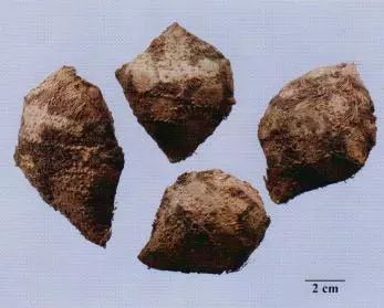 記住這些相似中藥的鑒定技巧，10月26日?qǐng)?zhí)業(yè)藥師考場(chǎng)不丟分！