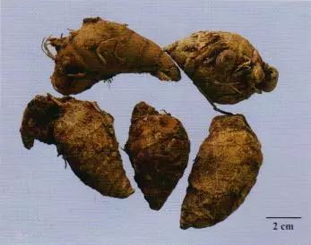 記住這些相似中藥的鑒定技巧，10月26日?qǐng)?zhí)業(yè)藥師考場(chǎng)不丟分！