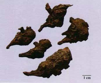 記住這些相似中藥的鑒定技巧，10月26日?qǐng)?zhí)業(yè)藥師考場(chǎng)不丟分！