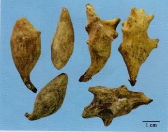 記住這些相似中藥的鑒定技巧，10月26日?qǐng)?zhí)業(yè)藥師考場(chǎng)不丟分！