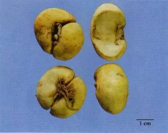 記住這些相似中藥的鑒定技巧，10月26日?qǐng)?zhí)業(yè)藥師考場(chǎng)不丟分！