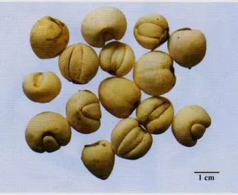 記住這些相似中藥的鑒定技巧，10月26日?qǐng)?zhí)業(yè)藥師考場(chǎng)不丟分！