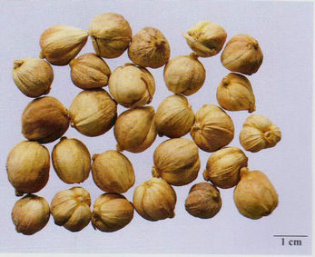 記住這些相似中藥的鑒定技巧，10月26日?qǐng)?zhí)業(yè)藥師考場(chǎng)不丟分！