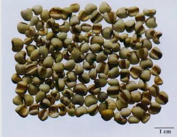 記住這些相似中藥的鑒定技巧，10月26日?qǐng)?zhí)業(yè)藥師考場(chǎng)不丟分！