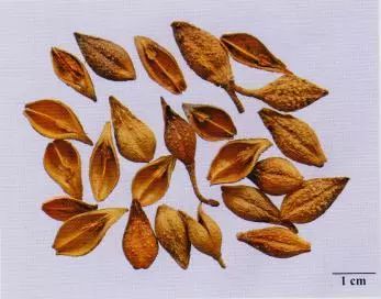 記住這些相似中藥的鑒定技巧，10月26日?qǐng)?zhí)業(yè)藥師考場(chǎng)不丟分！