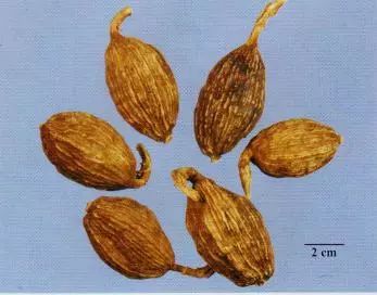 記住這些相似中藥的鑒定技巧，10月26日?qǐng)?zhí)業(yè)藥師考場(chǎng)不丟分！