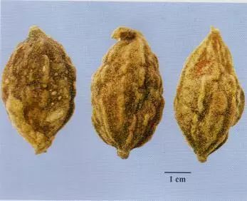 記住這些相似中藥的鑒定技巧，10月26日?qǐng)?zhí)業(yè)藥師考場(chǎng)不丟分！