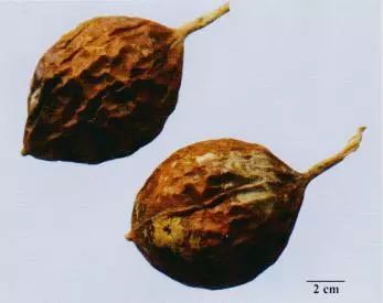 記住這些相似中藥的鑒定技巧，10月26日?qǐng)?zhí)業(yè)藥師考場(chǎng)不丟分！