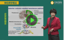 精神神經(jīng)系統(tǒng) 精神神經(jīng)系統(tǒng)