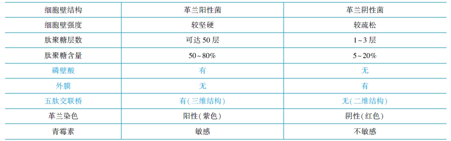 革蘭氏陽性菌與陰性菌結(jié)構(gòu)特點(diǎn)