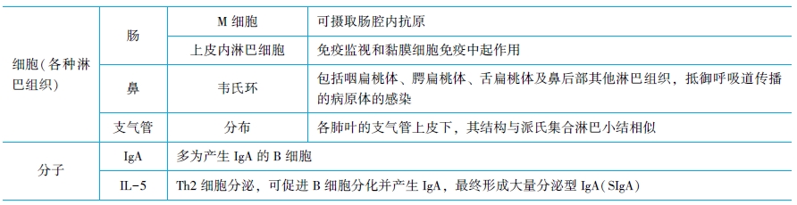 黏膜相關(guān)淋巴組織