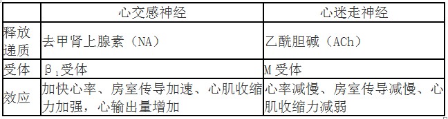 心臟的神經(jīng)支配 心臟的神經(jīng)支配