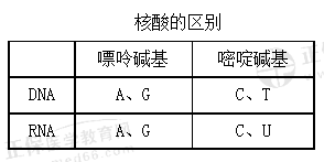核酸的區(qū)別 核酸的區(qū)別