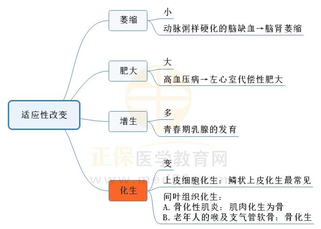 1.適應(yīng)性改變思維導(dǎo)圖 1.適應(yīng)性改變思維導(dǎo)圖