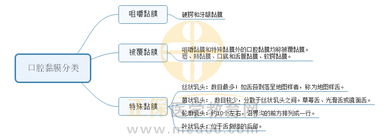 1.口腔黏膜分類及組織結(jié)構(gòu) 1.口腔黏膜分類及組織結(jié)構(gòu)
