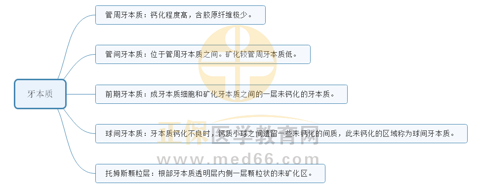 4.牙本質(zhì)細(xì)胞間質(zhì) 4.牙本質(zhì)細(xì)胞間質(zhì)