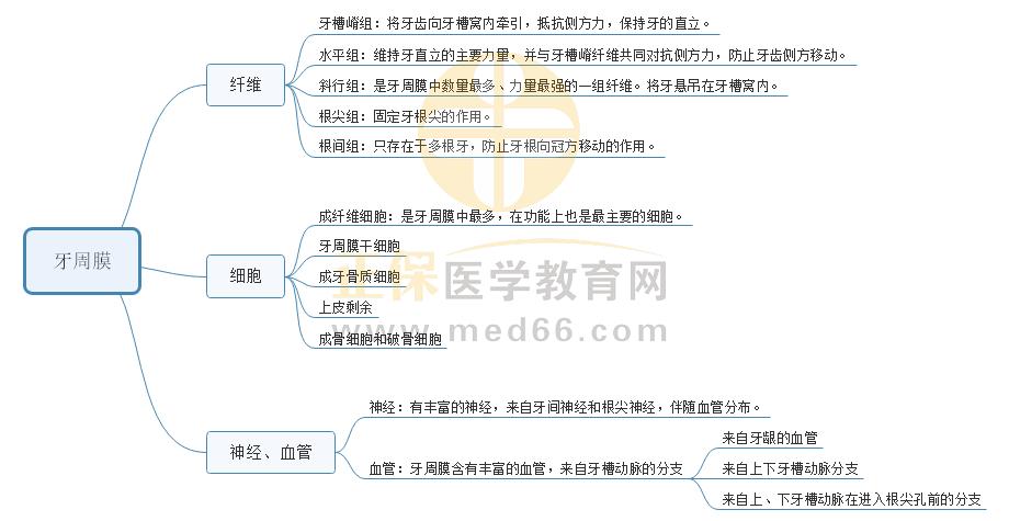 5.牙周膜 5.牙周膜