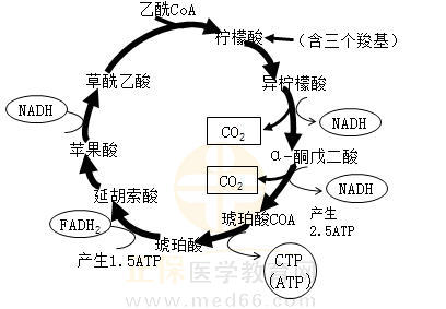 3.三羧酸循環(huán)思維導(dǎo)圖 3.三羧酸循環(huán)思維導(dǎo)圖