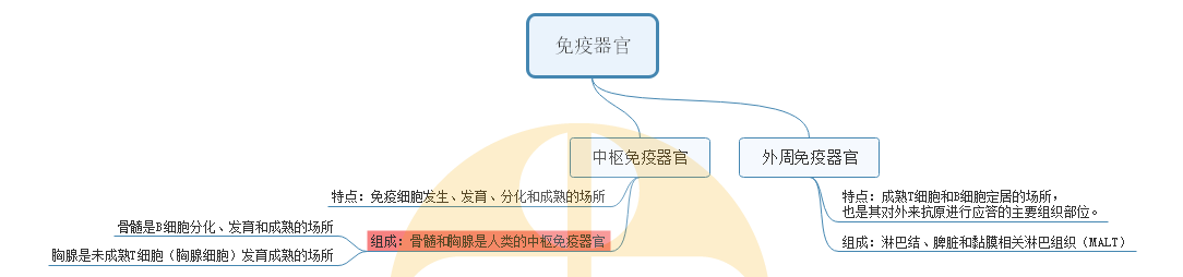 2.免疫器官 2.免疫器官