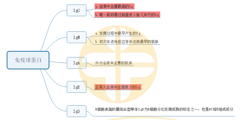 3.免疫球蛋白 3.免疫球蛋白