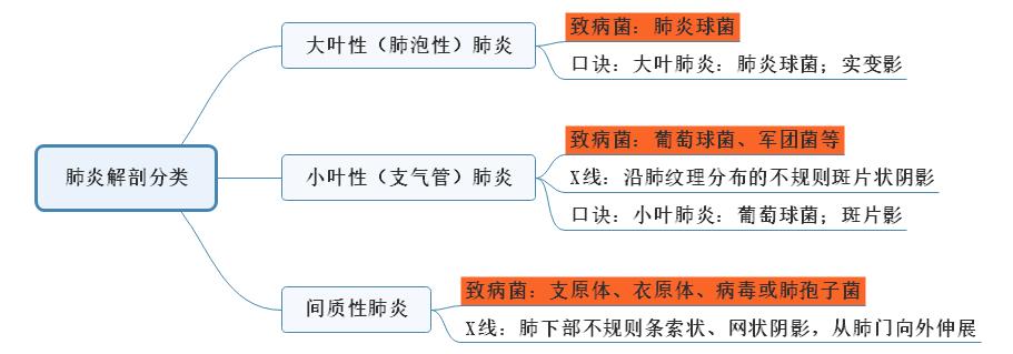 4.肺炎解剖分類(lèi)思維導(dǎo)圖 4.肺炎解剖分類(lèi)思維導(dǎo)圖