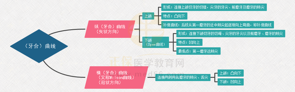 1.(牙合)曲線分類 1.(牙合)曲線分類