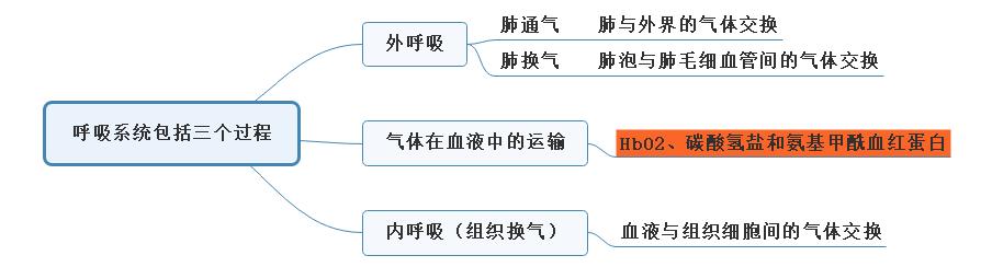 2.呼吸系統(tǒng)包括三個(gè)過程思維導(dǎo)圖 2.呼吸系統(tǒng)包括三個(gè)過程思維導(dǎo)圖