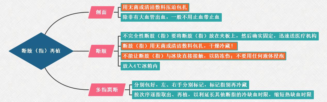 3.斷肢(指)再植的思維導(dǎo)圖 3.斷肢(指)再植的思維導(dǎo)圖