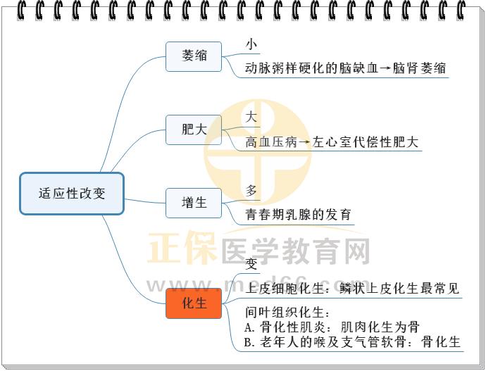 1.適應(yīng)性改變思維導(dǎo)圖 1.適應(yīng)性改變思維導(dǎo)圖