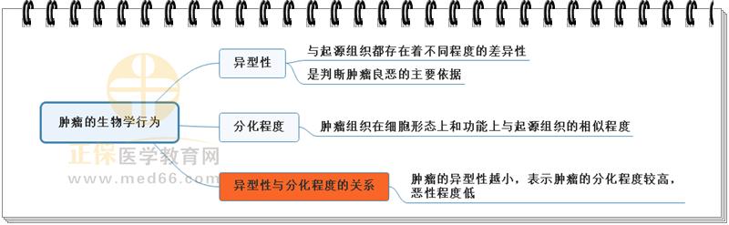 3.腫瘤的生物學(xué)行為思維導(dǎo)圖 3.腫瘤的生物學(xué)行為思維導(dǎo)圖
