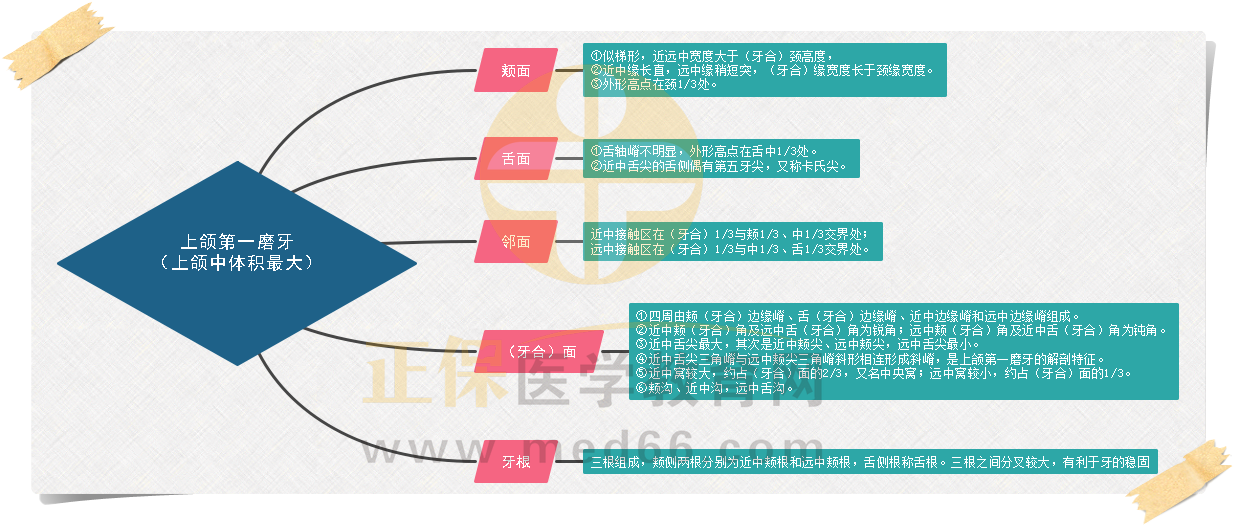 2.上頜第一磨牙牙體外形 2.上頜第一磨牙牙體外形