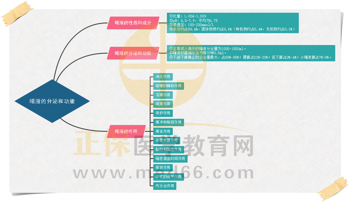 5.唾液的分泌和功能 5.唾液的分泌和功能