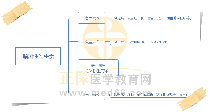 3.脂溶性維生素 3.脂溶性維生素