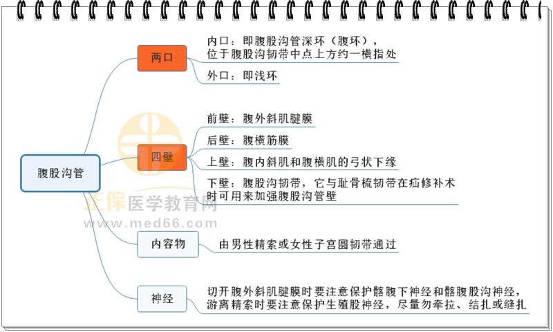 3.腹股溝管思維導(dǎo)圖 3.腹股溝管思維導(dǎo)圖
