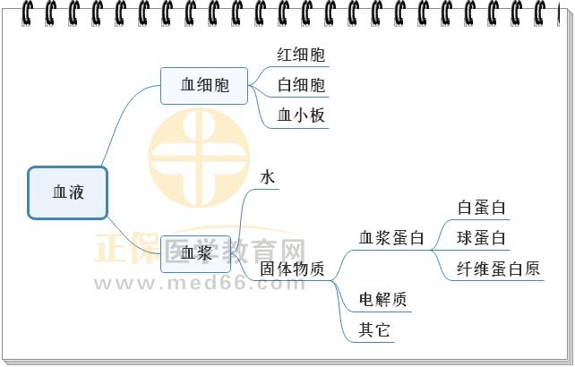 1.血液組成的思維導(dǎo)圖 1.血液組成的思維導(dǎo)圖