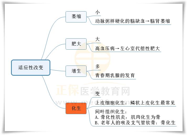 1.適應(yīng)性改變思維導(dǎo)圖 1.適應(yīng)性改變思維導(dǎo)圖
